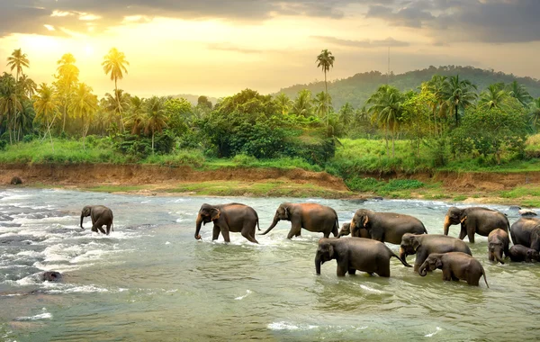 Elephants in river — Stock Photo, Image