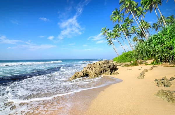 Palmas em uma praia — Fotografia de Stock