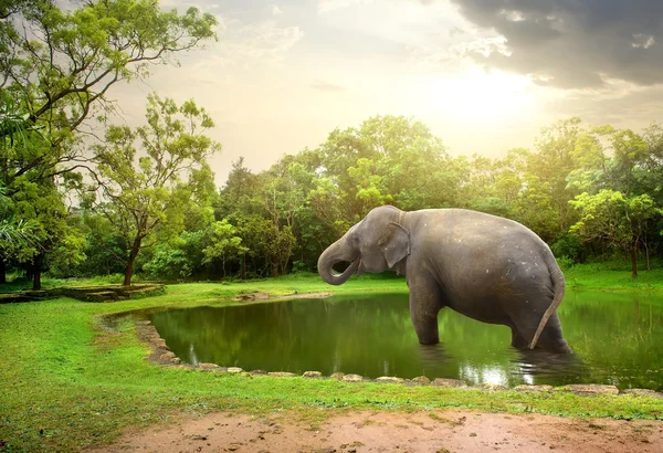 Elephant, bathing  in lake — Stock Photo, Image