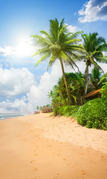 Plaża i palmy — Zdjęcie stockowe