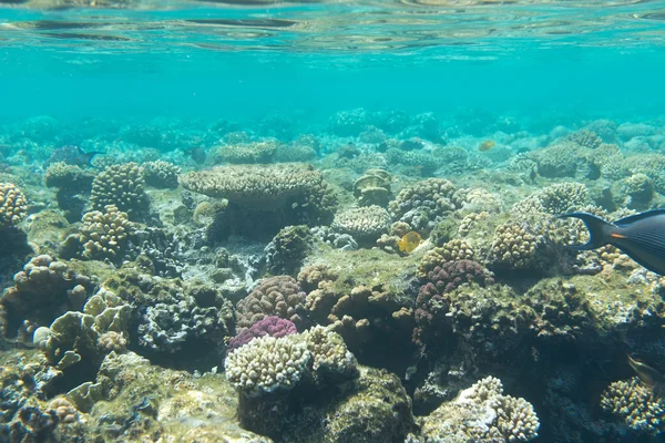 Arrecifes de coral submarinos — Foto de Stock