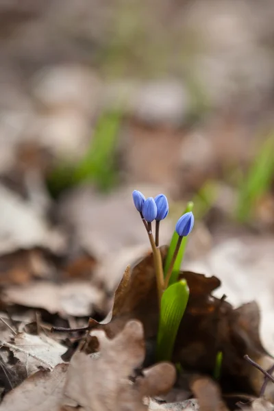 蓝色的早春野生 squill 花 — 图库照片