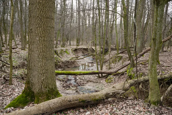 Brook ukryte lasu — Zdjęcie stockowe