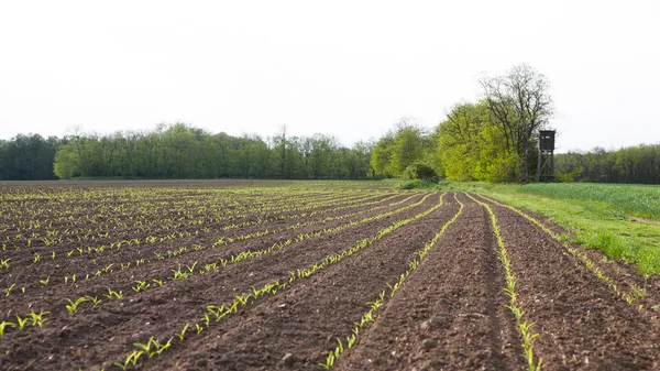 Rijen van maïs — Stockfoto