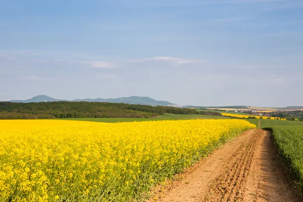 Strada sterrata che attraversa il campo di colza — Foto Stock