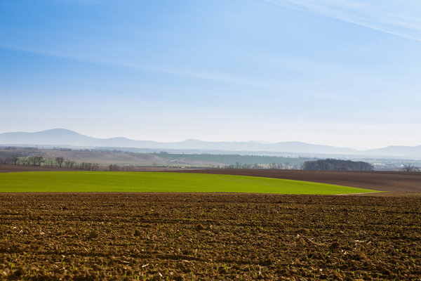 Morning on agricultural fields