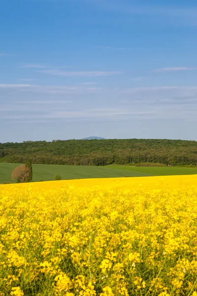 Primavera en el área rural — Foto de Stock