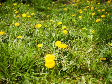 Bir bahar bahçe sarı karahindiba
