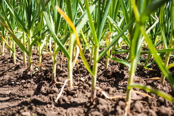 Groene knoflook close-up — Stockfoto