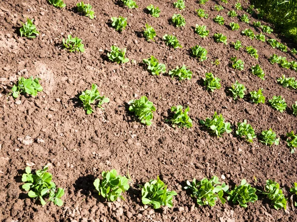 Erwt in de moestuin — Stockfoto