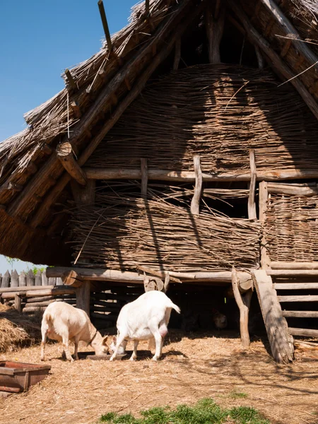 Krmení koz na historickém statku — Stock fotografie