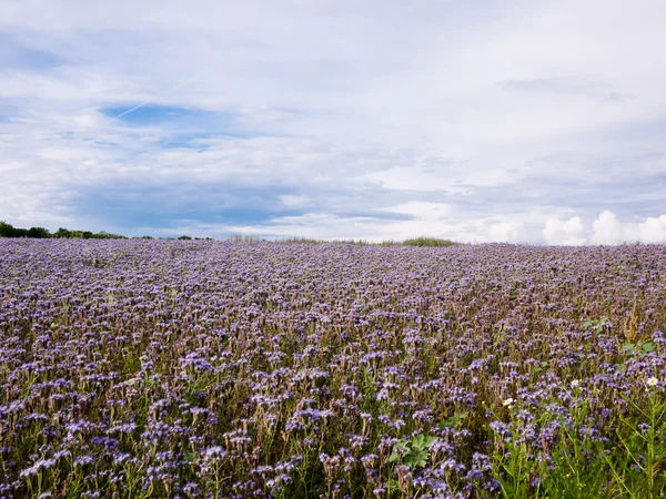 Campo de phacelia Lacy florescente — Fotografia de Stock