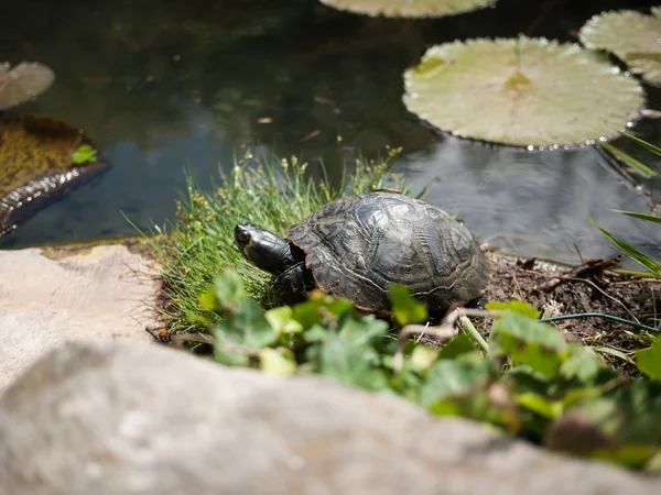 Schildkröte lebt im Gartenteich Stockbild