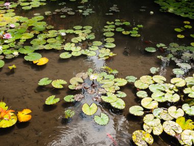 Flora ve fauna park gölet