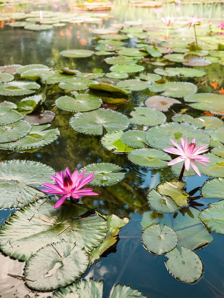 Lirio de agua en el estanque de jardín ornamental — Foto de Stock