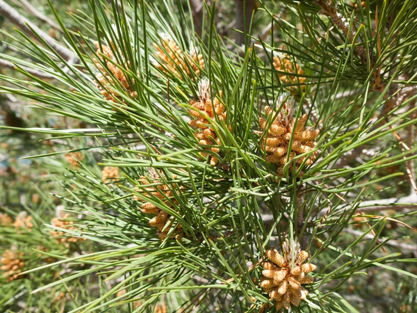 Pinus pinea — Stock Photo, Image