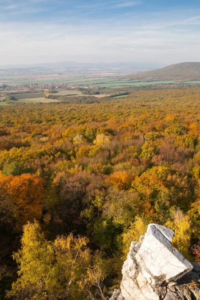 Forêt et rochers — Photo