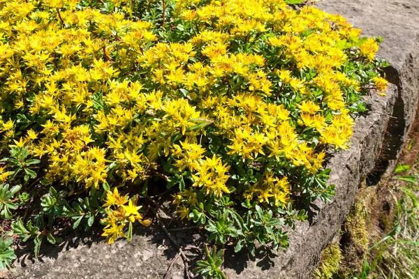 Bahçedeki kamtschaticum, Rus hendek Stonecrop — Stok fotoğraf