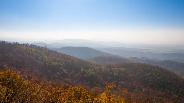 Bäume und Nebel in den Bergen — Stockfoto