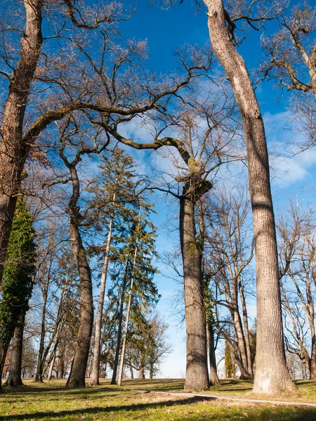 Bladloos bomen — Stockfoto