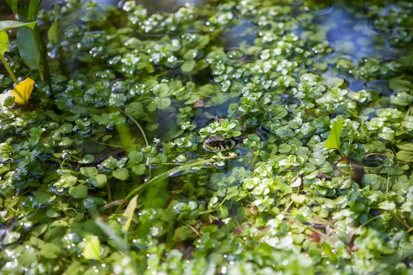 Natrix natrix - ringsnake — ストック写真