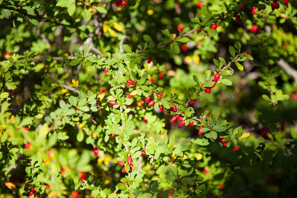 Kvist röd Berberis Bush — Stockfoto