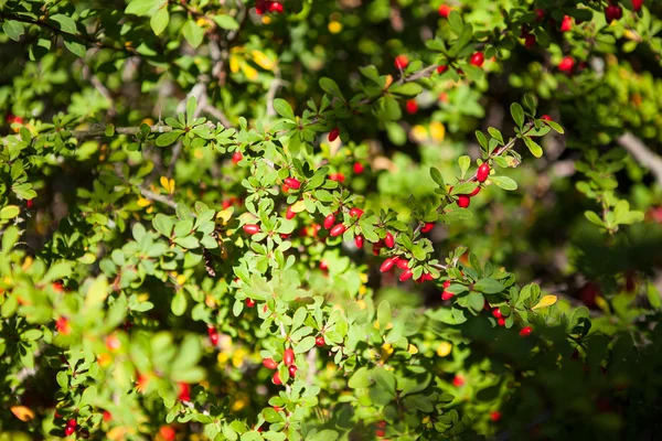 Twig of red barberry bush — Stock Photo, Image