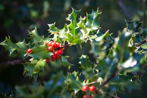 Vintergröna dekorativa holly tree — Stockfoto