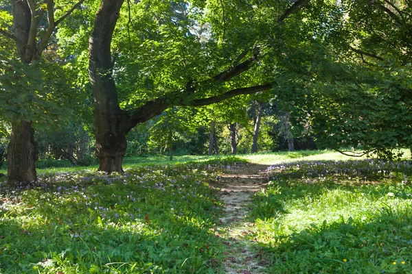 緑豊かな公園内経路 — ストック写真