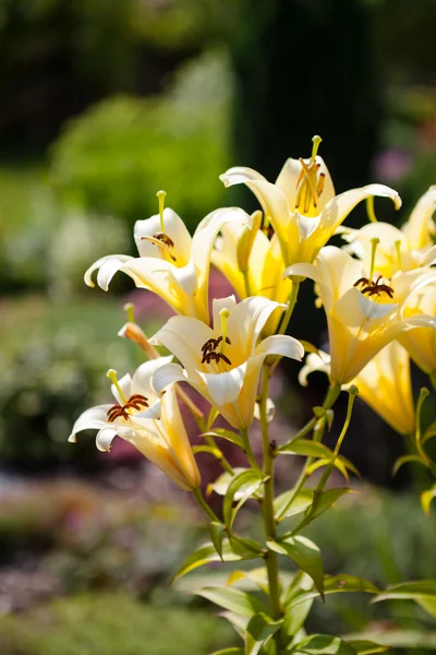 Gul lilly blomma — Stockfoto