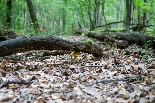 Lesní půda s houbami — Stock fotografie