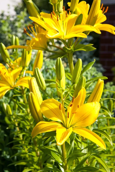 Lilien blühen im Garten — Stockfoto