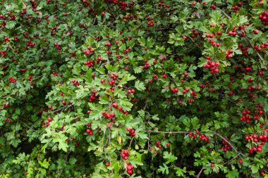 Alıç - Crataegus bitkisinden