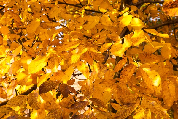 Leaves of walnut tree — Stock Photo, Image