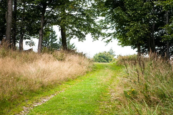 Strada vuota attraverso la foresta — Foto Stock