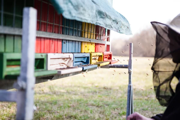 Bienen fliegen in den Bienenstock — Stockfoto