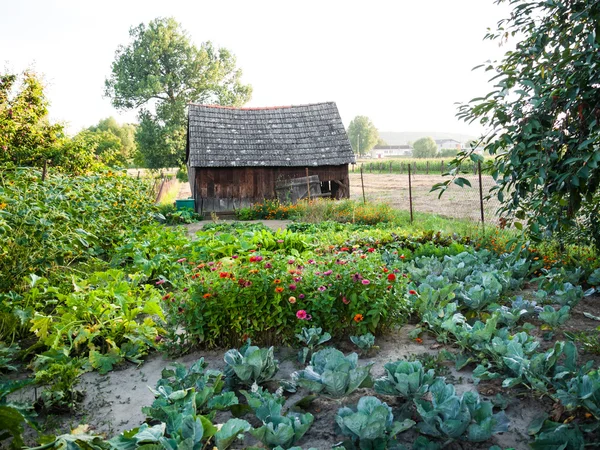 Garten mit frischem Gemüse — Stockfoto