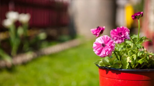 Pink flowers in the pot — Stock Photo, Image