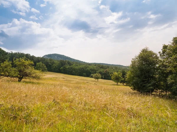 Summer meadow surrounded by forest — Stock Photo, Image