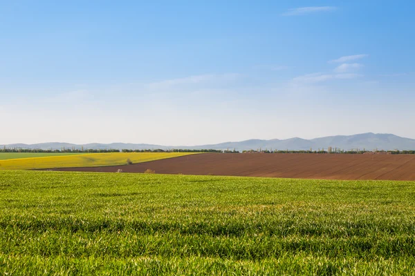 Зеленое поле и голубые облака — стоковое фото