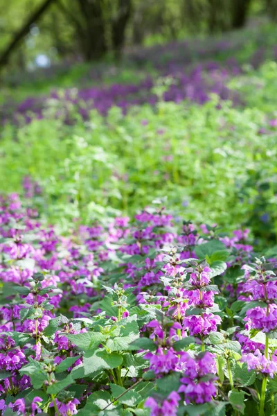 Фіолетові квіти, що ростуть у лісі Стокова Картинка