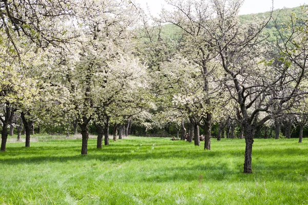 Blühender Kirschgarten Stockfoto