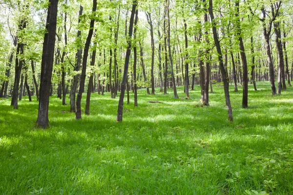 Ambiente florestal — Fotografia de Stock