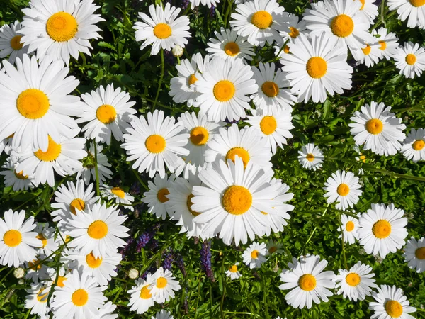 Marguerite çiçek — Stok fotoğraf
