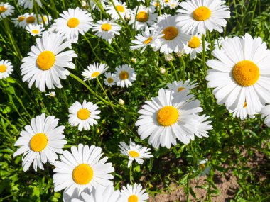 Beyaz papatya çiçekleri