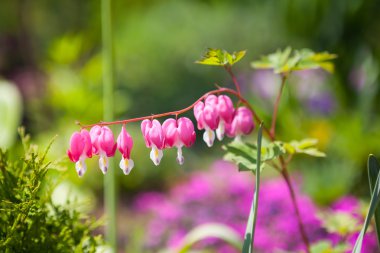Pembe dicentra çiçek