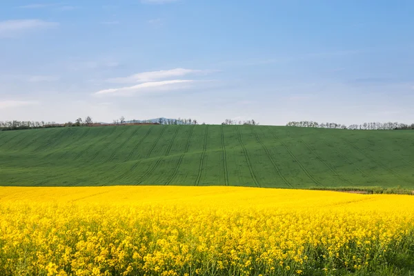 Field with vehicle tracks lines — Stock Photo, Image