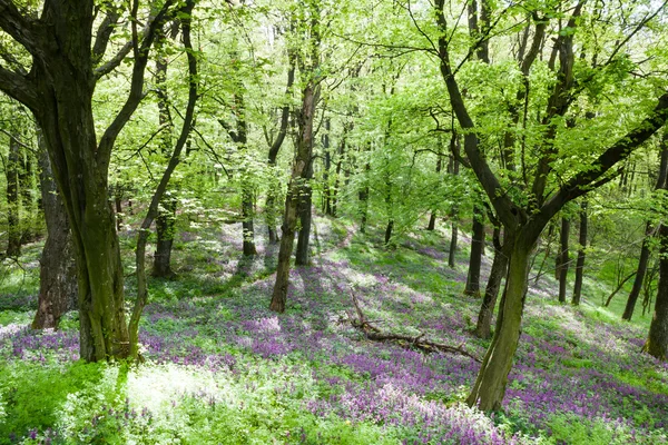 Bloeiende bosbodem — Stockfoto