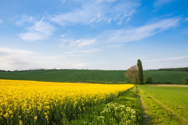 Cultivated farm fields — Stock Photo, Image