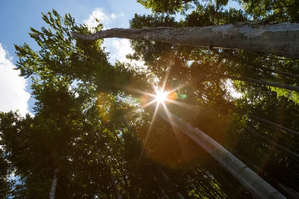 Raios de sol brilhando através dos ramos — Fotografia de Stock